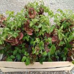 Černica nepichľavá (Rubus fruticosus) ´LOWBERRY LITTLE BLACK PRINCE´® - výška 30-40 cm, kont. C1L - NÍZKO RASTÚCA ODRODA